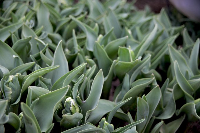 Fleuriste et... producteur ! photo 3